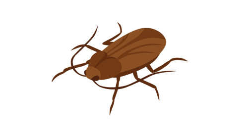 bioinsecte bioinsecte