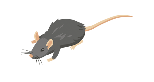 bioinsecte bioinsecte